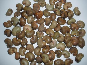 raw cashew nuts